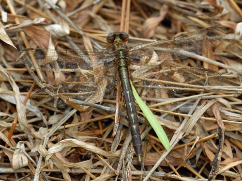 Female
2012_05_06_Newberry_SC